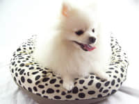 A-B0002-Fur Pet Cushion(Leopard)